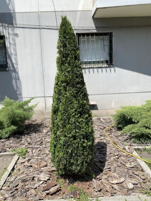 Обслуживания садочка _topiarnyyestrizhki_07?