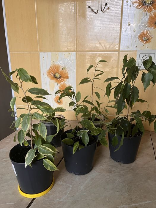 Фікус Бенджаміна