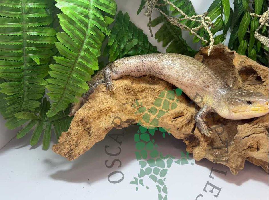 Scynk olbrzymi Scynki olbrzymie nie agama Elbląg