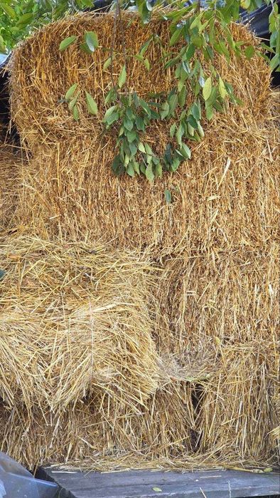 Продам солому в тюках суха, щільна пресовка
