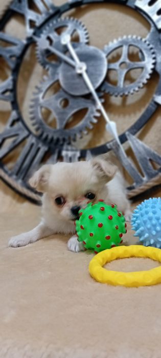 Chihuahua suczka długowłosa