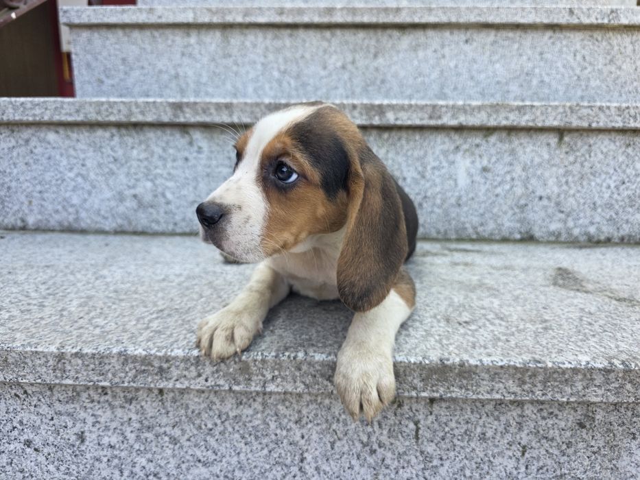 Beagle femea fantastica