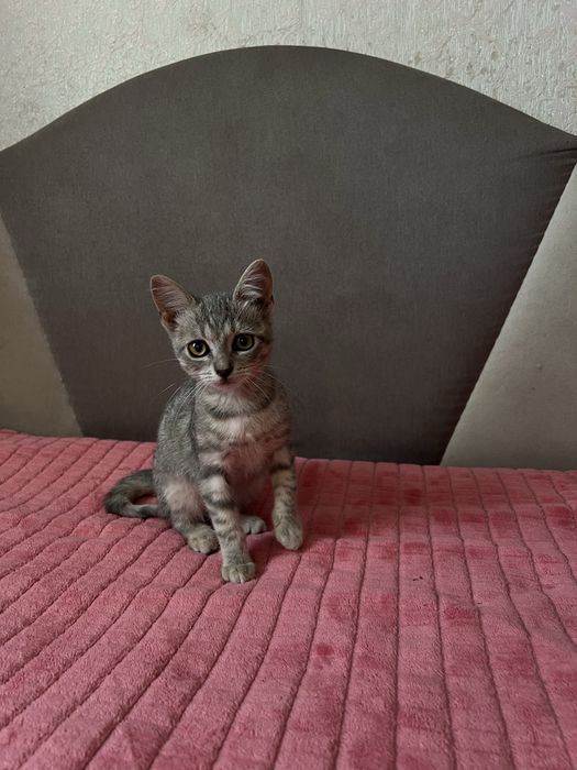 Кошеня (киця) в хороші руки