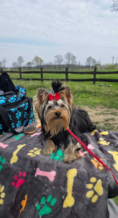 Yorkshire Terrier FCI samiec po Championach