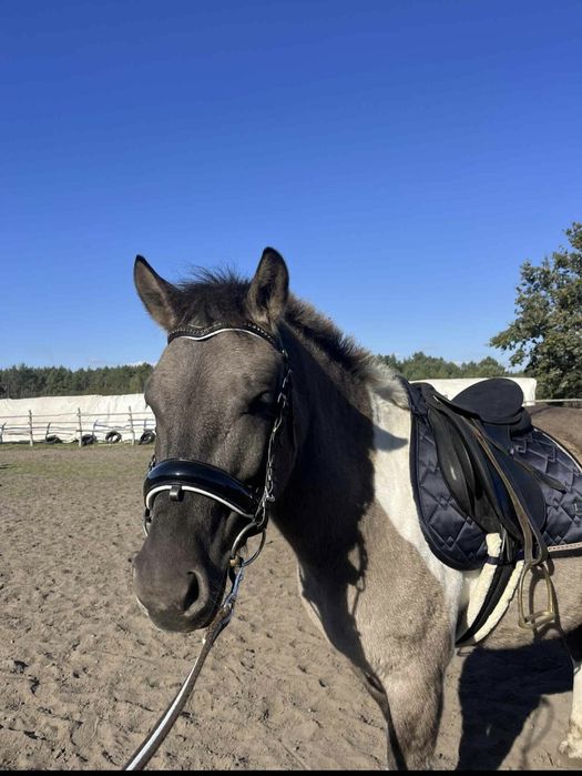 Dzierzawa 5-letniego hucułka