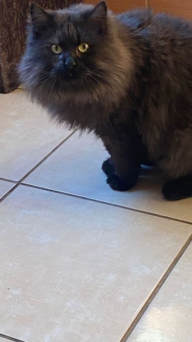 Kocurek około 5 lat