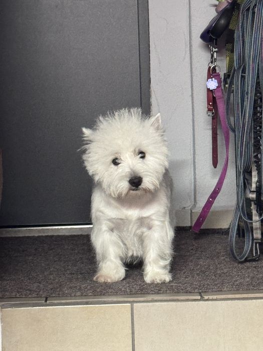 West highland white terrier