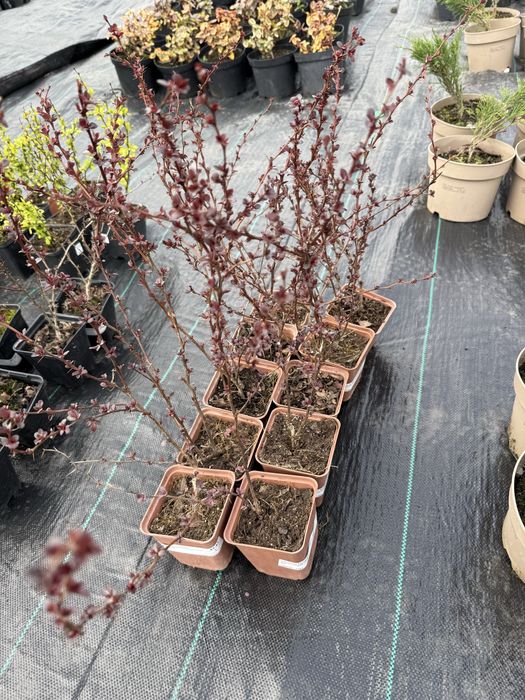 Туя, самшит, лаванда, ялівці, сакура та ін.