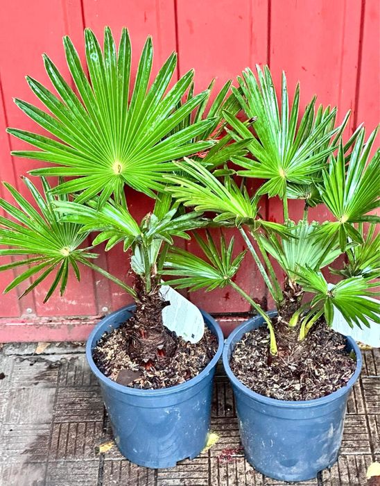 Пальма трахікарпус вагнера