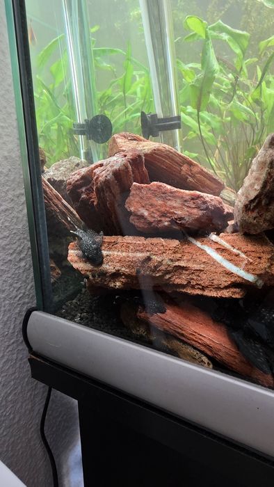 Peixe de água quente, conhecido por limpa fundos.