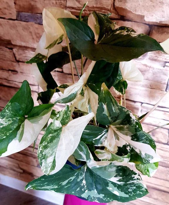 Syngonium Albo Variegata Unikat kolekcjonerski 28cm Nr 2
