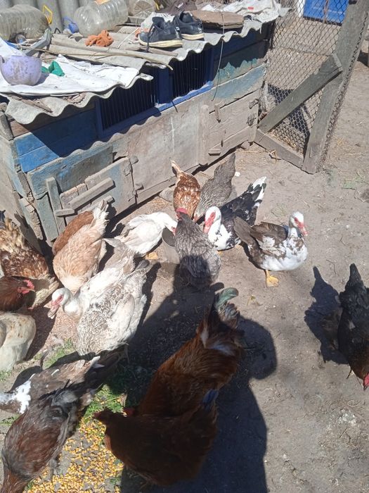 Продам сім'ю шипунів