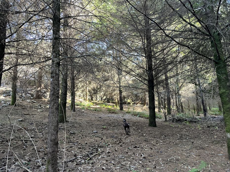 Quinta com 5hec - Serra da Lousã