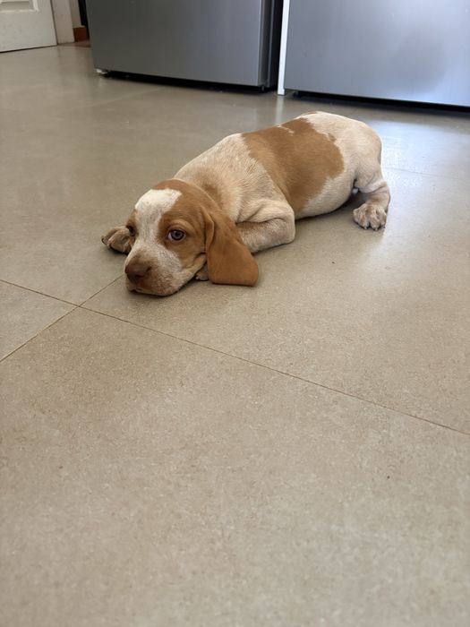 Cachorros de caça
