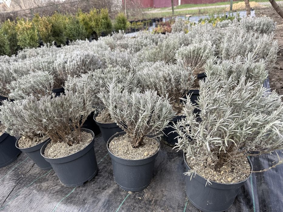 Туя, самшит, лаванда, ялівці, сакура та ін.