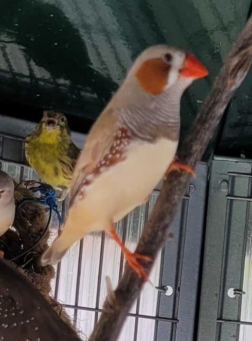 Mandarins de várias cores