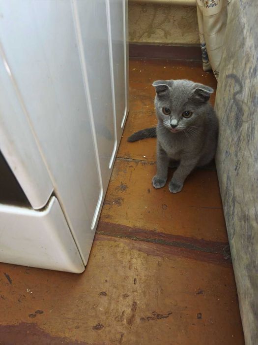 Кошеня віддам безкоштовно