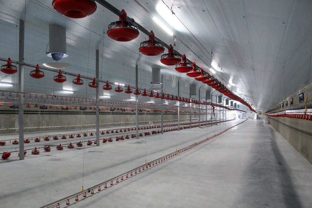 Podbitka Strop Sufit Pianka Do Obory Chlewni Kurnika Styrodur XPS AGRO