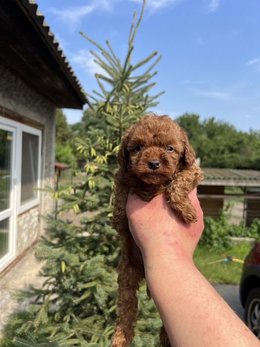 Той пудель тікап