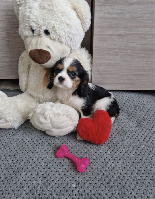 Cavalier King Charles Spaniel - piesek tricolor