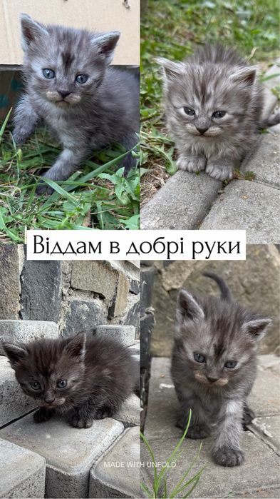 Віддам кошенят в добрі руки.