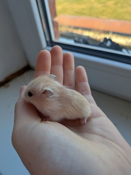 Віддам хом’ячків у добрі руки