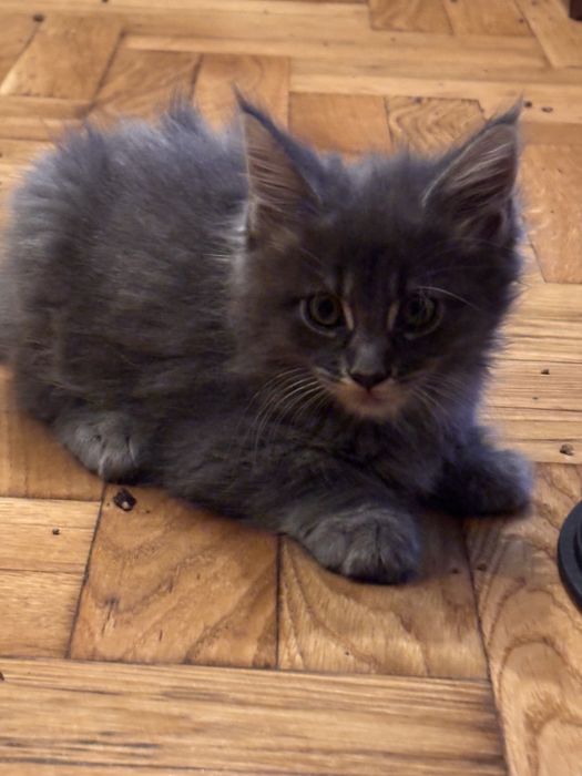 Kociczka  Maine Coon