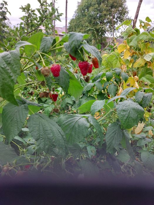 Кущі.Готуємось до весняної посадки...