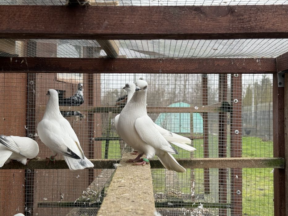 Golebie ozdobne winerki motyle wiedyny