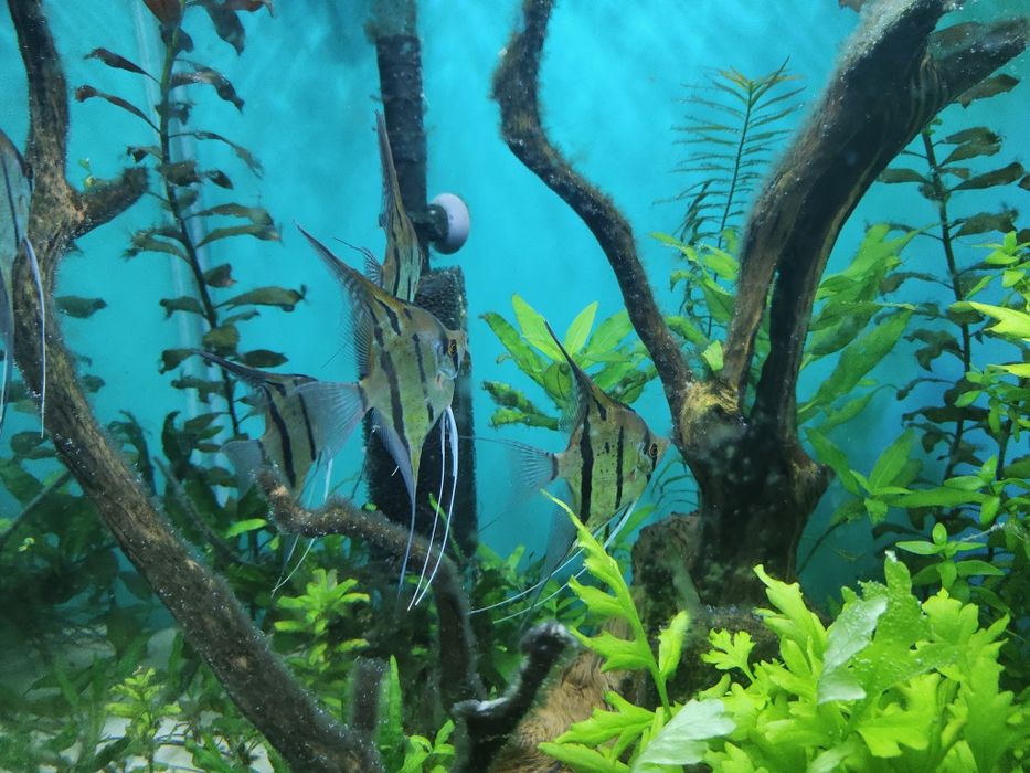 Skalary Peru altum F2