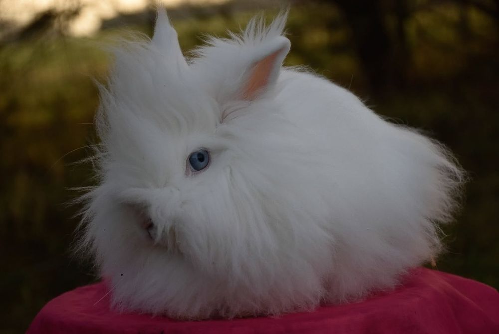 Karzełek Teddy/ rasa długowłosa/ puszyste