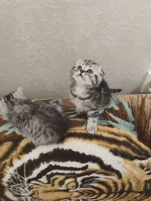 Шотландські кошенята