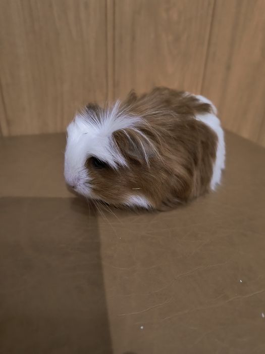 Морская свинка Коронет.