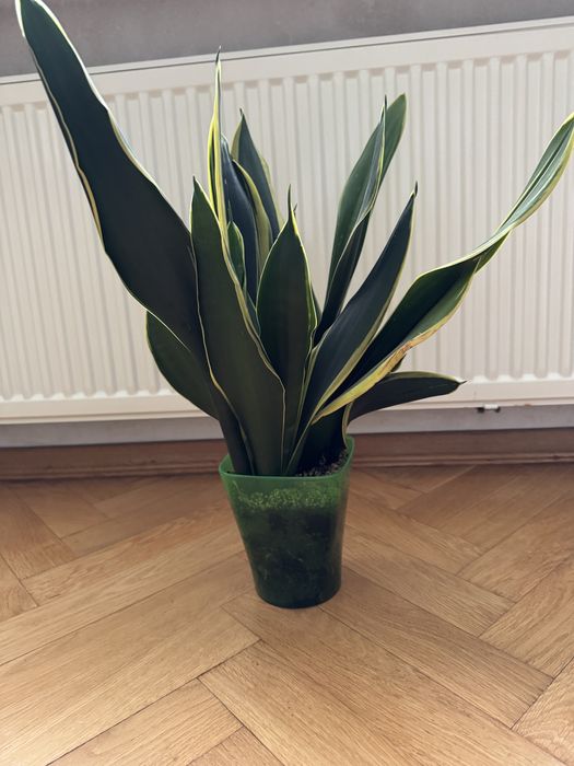 Сансевієрія вазон