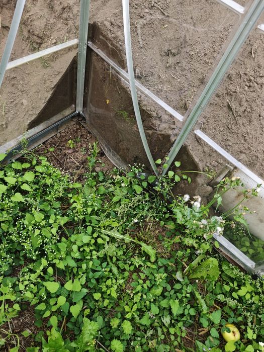 Szklarnia aluminium (uszkodzona) poliwęglan za darmo