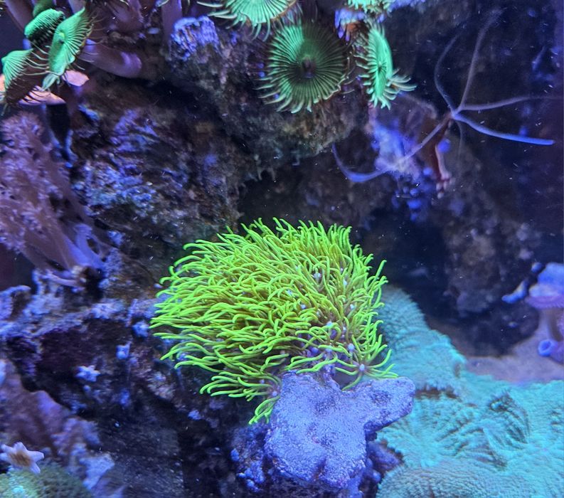 Pack de 5 corais faceis