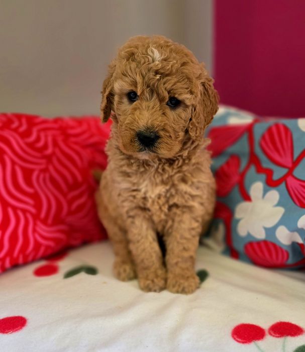 Suczka goldendoodle