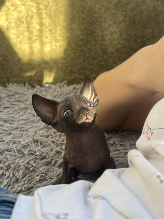 Котики Канадськький сфінкс