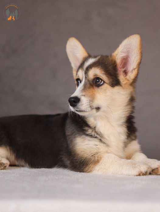 Welsh Corgi Pembroke ZKWP rodzice przebadani na choroby genetyczne