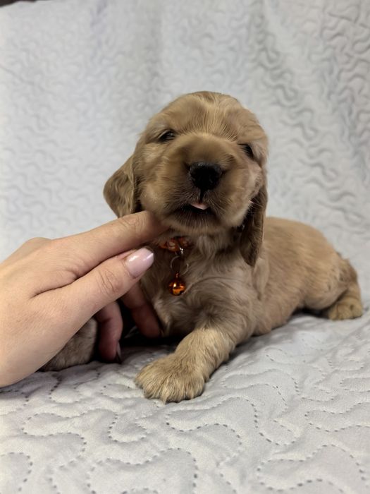 Śliczna suczka  cocker spaniel