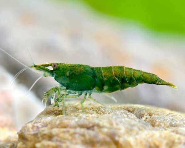 Vendo várias neocaridina de grade A