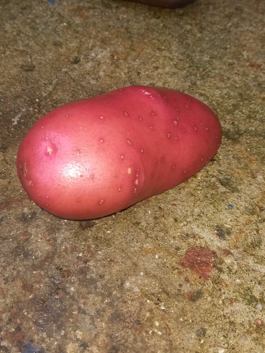 ziemniaki czerwone baltic rose