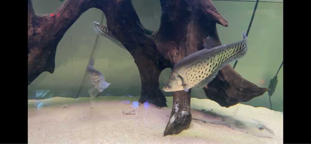 ~42cm Chitala blanci / Royal knifefish / Peixe faca Real