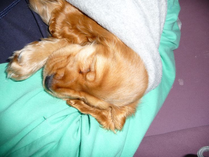 Руда кокер-спаніель — гармонія характеру та походження.