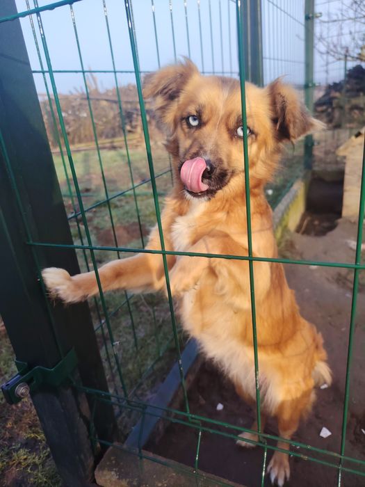 Oddam pieski kundelki