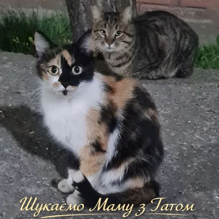 Кошенята в добрі руки