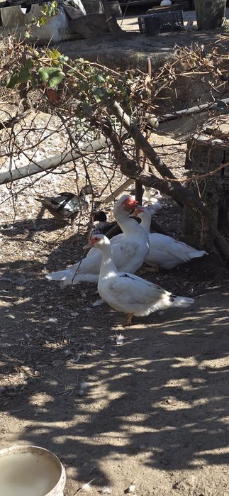 Patos adultos e jovens (vivo ou morto)