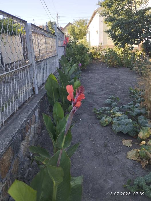 Продам червоні канни