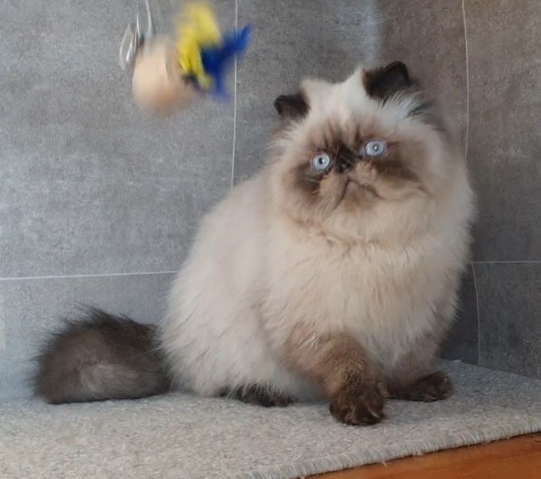 Kocurek, mrucząca przylepa!