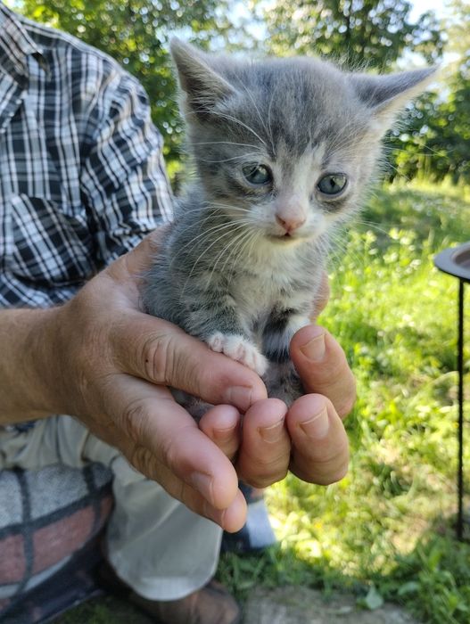 Кошенята шукають дім